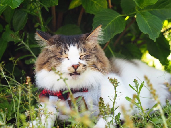 猫 雑種（ミックス） ちぃたろうの写真