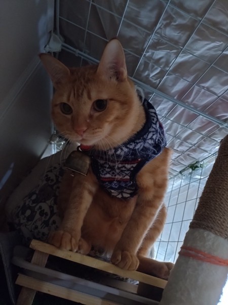 猫 茶トラ りんの写真