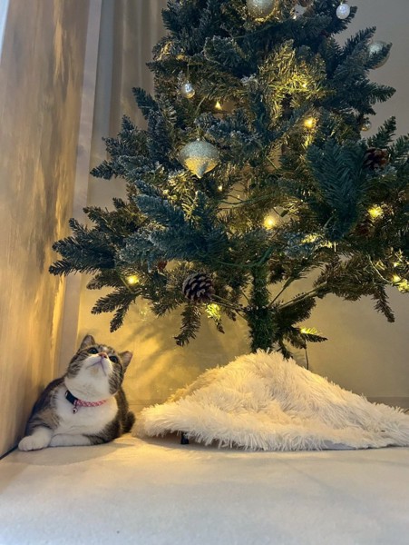 猫 マンチカン ココロの写真