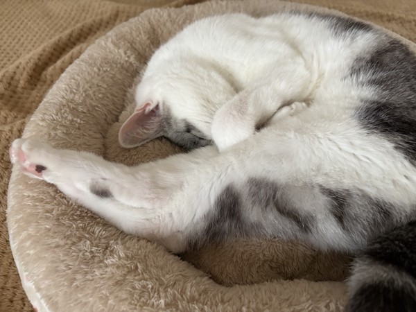 猫 サバシロ もーしゃんの写真