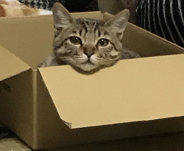 猫 キジトラ レオくんの写真