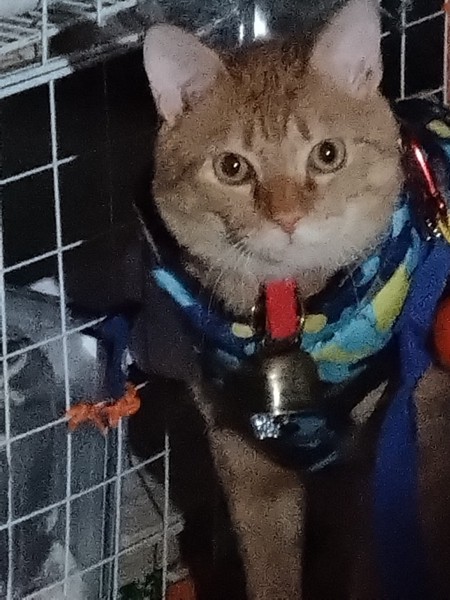 猫 茶トラ りんの写真