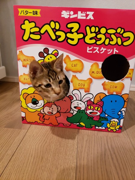 猫 キジトラ ふくの写真