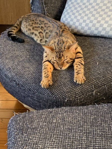 猫 ベンガル たけまるの写真