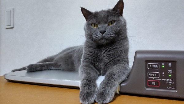 猫 ブリティッシュショートヘア しらべの写真