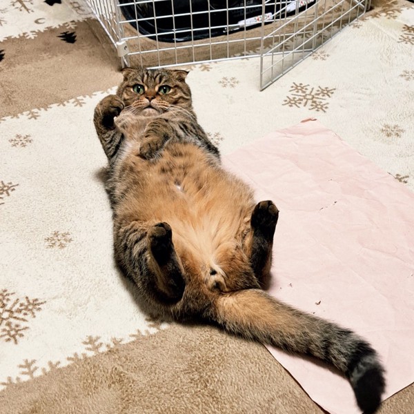 猫 スコティッシュフォールド のんの写真