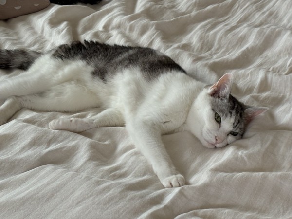 猫 サバシロ もーしゃんの写真