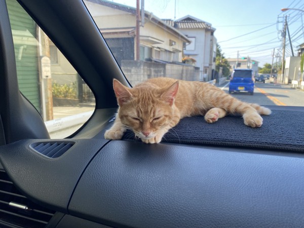 猫 雑種（ミックス） 茶々の写真