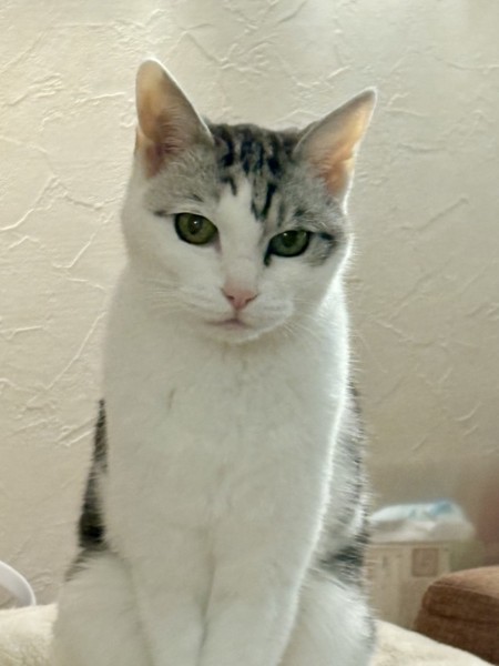 猫 サバシロ もーしゃんの写真