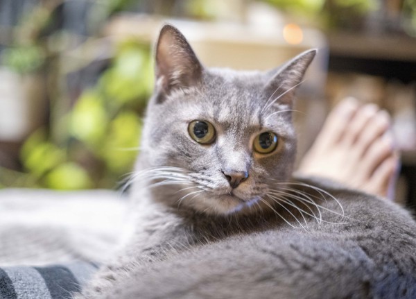 猫 雑種（ミックス） なつの写真