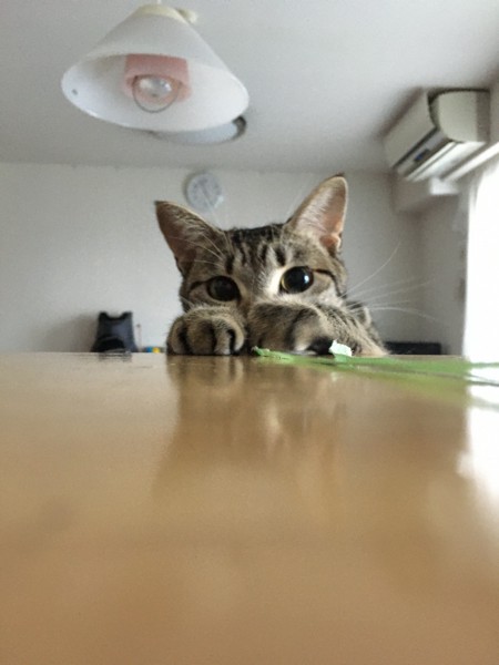 猫 ミックス りるの写真