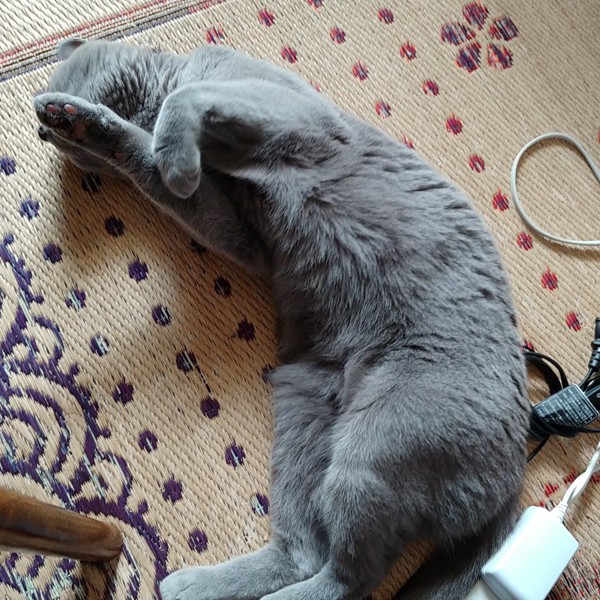 猫 ロシアンブルー グレーテルの写真