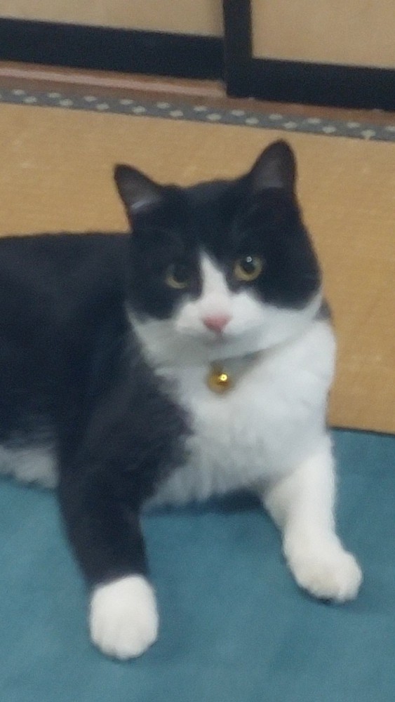 猫 ジェネッタ チビの写真