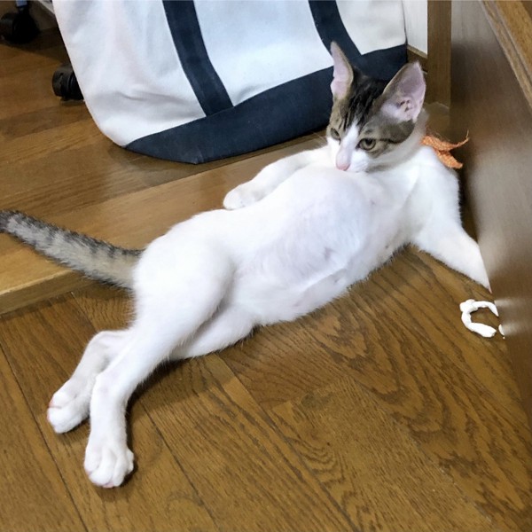 猫 雑種（ミックス） むぎの写真