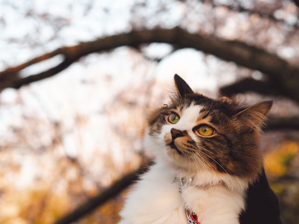 猫 雑種（ミックス） ちぃたろうの写真