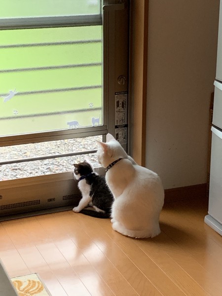 猫 雑種（ミックス） ソラとレオの写真