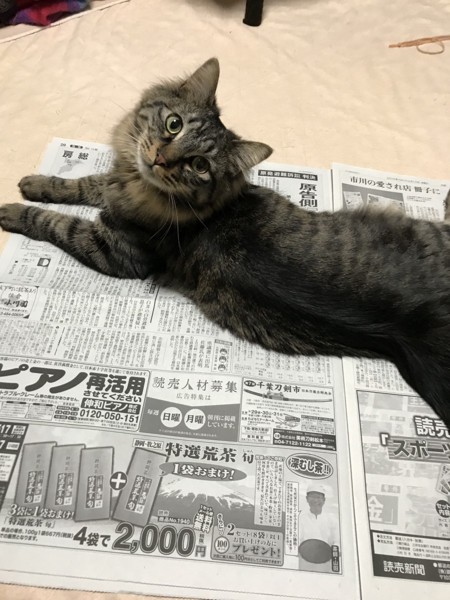 猫 雑種（ミックス） エアの写真