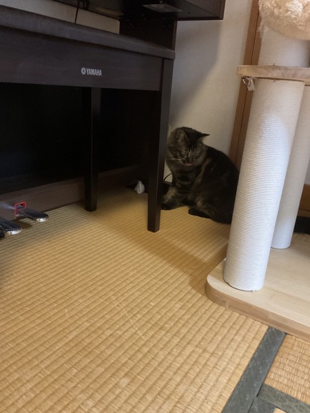 猫 キジトラ もずくちゃんの写真