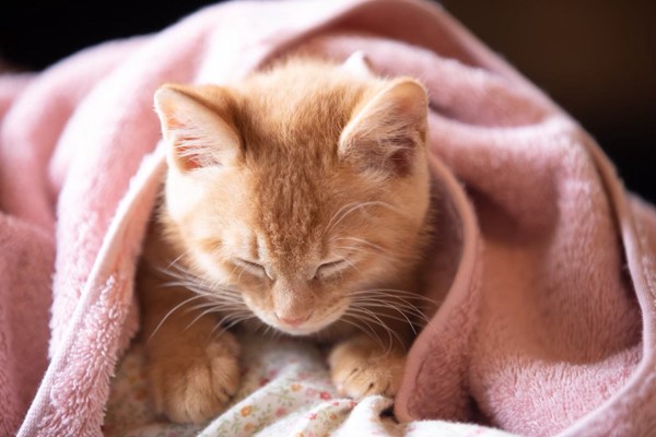 猫 茶トラ かいの写真