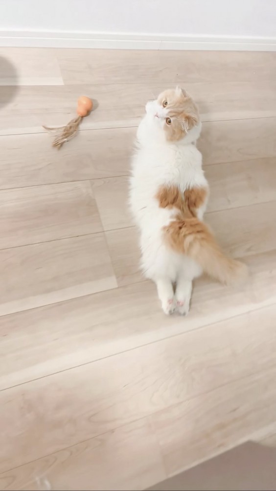 猫 マンチカン えび天の写真