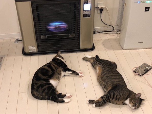 猫 雑種 おっこ&まめの写真