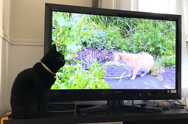 猫 マンチカン くーちゃんの写真