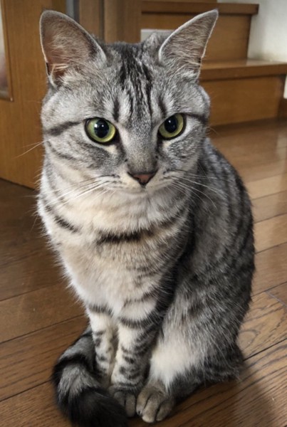 猫 雑種（ミックス） ルルの写真