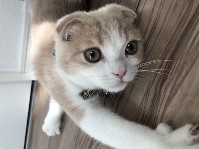 猫 スコティッシュフォールド こてつの写真