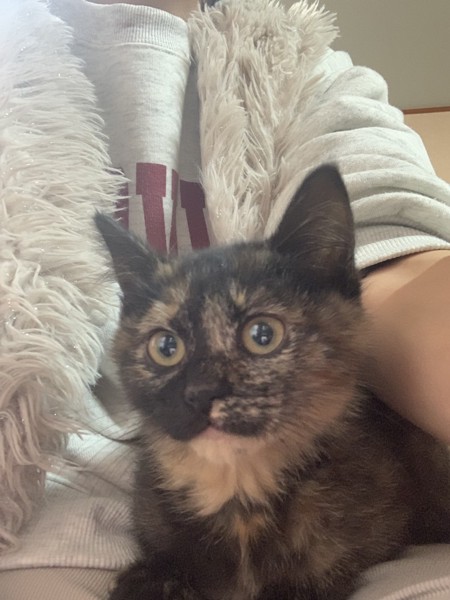 猫 雑種（ミックス） クロベの写真