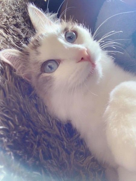 猫 ラグドール ソラの写真