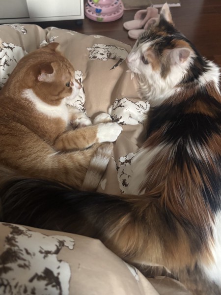 猫 メインクーン ララの写真