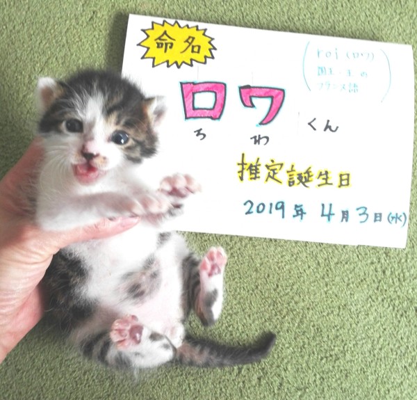 猫 キジシロ ロワの写真