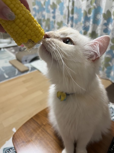 猫 マンチカン ラテの写真