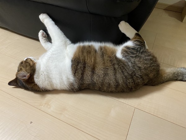 猫 キジシロ ノキアの写真