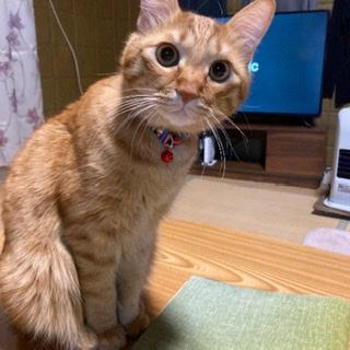 猫 茶トラ トムの写真