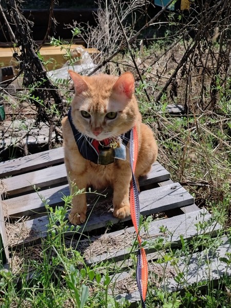 猫 茶トラ りんの写真