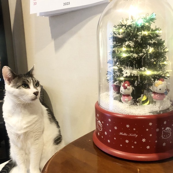 猫 雑種（ミックス） ラブの写真