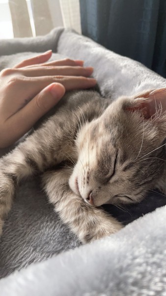 猫 シマ マロンの写真