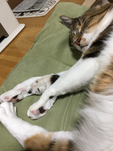 猫 キジシロ ミミちゃんの写真