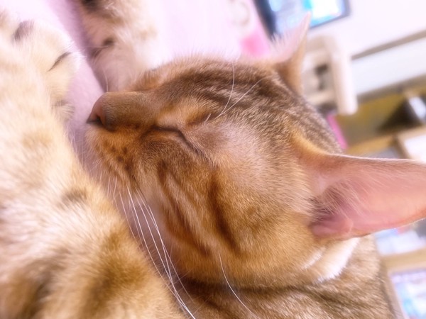 猫 ベンガル Nanaの写真