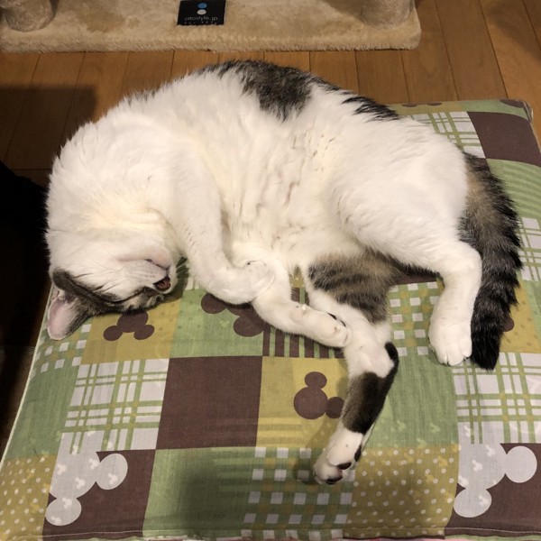 猫 雑種（ミックス） ラブの写真