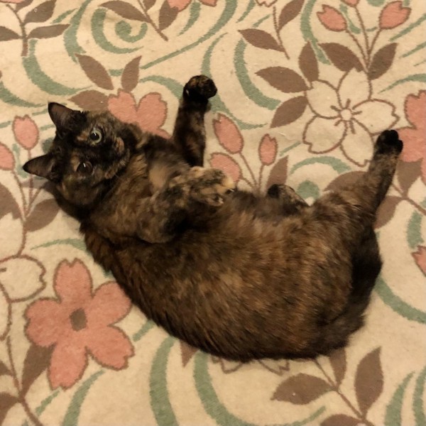 猫 サビ猫 ポンちゃんの写真