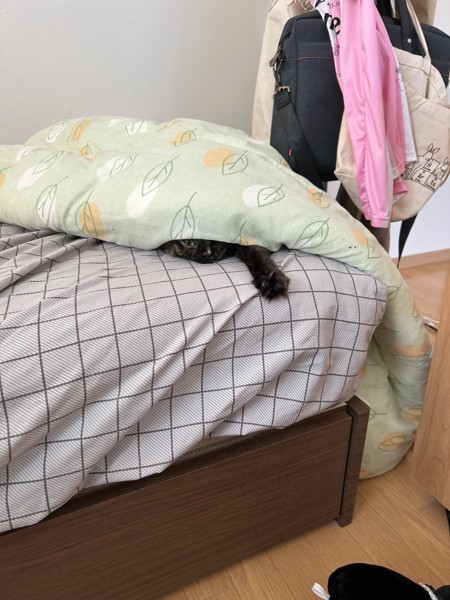 猫 雑種（ミックス） くろみつの写真