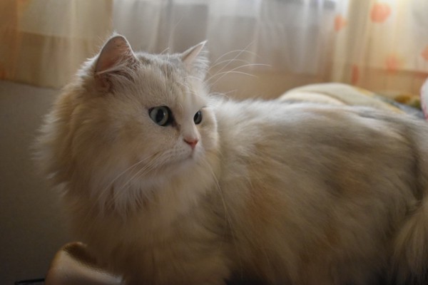 猫 ミヌエット むぎの写真