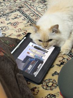 猫 ヒマラヤン ロッキーの写真