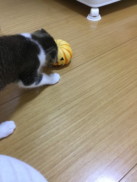 猫 スコティッシュフォールド チョコの写真