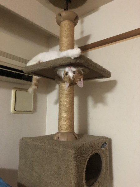 猫 茶白トラ まゆの写真