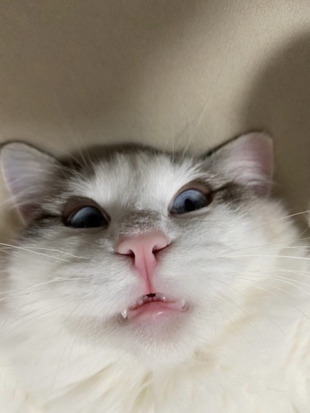 猫 ラグドール ソラの写真
