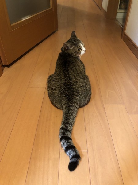 猫 キジトラ みーこの写真