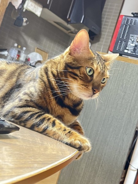 猫 ベンガル Ottoの写真